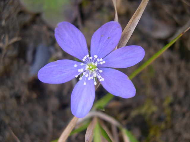 anemone hepatica? no, Anemone apennina